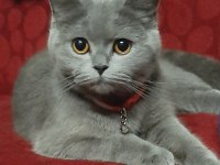 1 yaşında british shorthair dişi