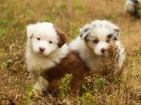 Çok iyi border collie yavruları İstanbul