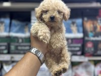Maltipoo Yavrumuz