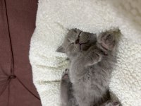 British shorthair 1.5 aylık bebekler