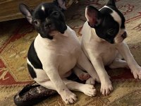Erkek Ve Dişi 2 Aylık French Bulldog Yavrular