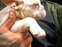 Fulf carir french bulldog yavru
