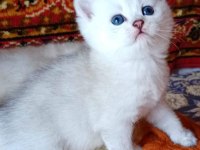 Mükemmel british bebişler