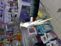 Sultan papağanı erkek kuşum