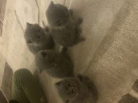 2 aylık british shorthair tuvalet eğitimi var