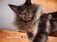 Maine coon sahiplenmeden önce okuyunuz