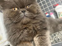 British longhair dünya yakışıklısı