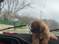 SEVİMLİ KÖPEĞİMİZ MOCHA