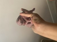 3 erkek 1 dişi sfenks kedisi