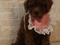 Kore poodle bebeklerim teslime hazır