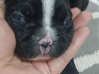 MÜKEMMEL FRENCH BULLDOG YAVRULARIMIZ