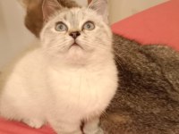 British shorthair yavrumuz yeni yuvasını arıyor