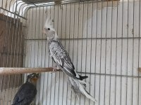 Yavru Sultan Papağanı