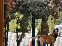 Zeus için yuva aranıyor