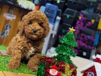 Yurt dışı girişli üst vasıf poodle bebekler