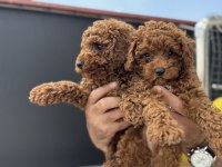 Ankaranın en seçkin toy poodle yavruları