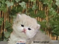 British longhair kaliteli safkan yavru