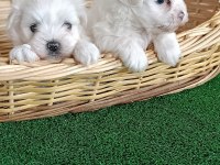 Maltese Yavrularımız