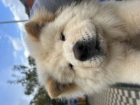 Tatlılar tatlısı çin aslanı köpeğimiz mars