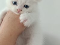 BAL SURATLI KEDİLERİM TESLİME HAZIR
