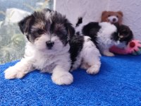Neşe kaynağı morkie yavrularımız