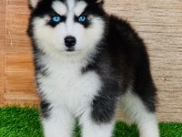 Herkesin Hayali Husky
