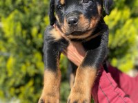Dünya şampiyonu rottweiler torunları