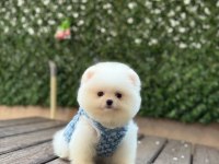 Pomeranian boo prensimiz