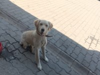Köpeğe Acil Yuva Arıyoruz Sahiplendireceğiz