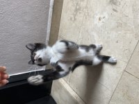 3 aylık tekir yuva arıyoruz
