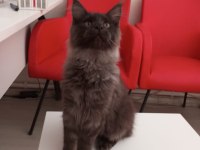 FULL ŞECERELİ DEV YAVRU MAİNE COON