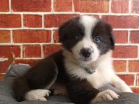 Border Collie Yavrular