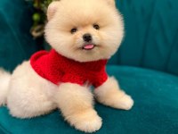 Anne babadan safkan pomeranian yavrularımız