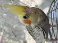 4 adet sultan papağanı