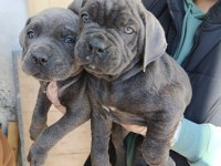 Orjinal blue cane corso italiano