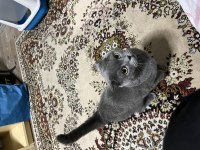 Scottish Fold Kedimiz