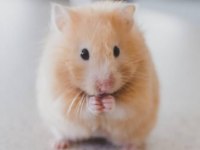 Gonzales Hamster Albino Cinsi