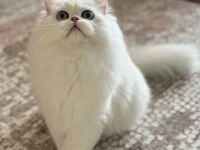 Kısırlaştırma şartıyla ücretsiz