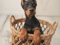Tuvalet eğitimli doberman yavrular