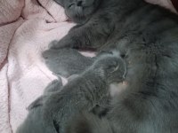 14 Şubat Doğumlu British Shorthair Yavrularımız