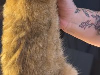 British shorthair erkek golden ny24 4 aylık yavrumuz