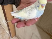 30 GÜNLÜK RENK GÜZELİ OĞLAN MUHABBET KUŞU