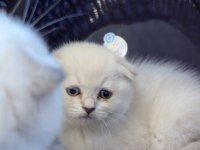 Scottish fold kedimiz