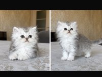 British Longhair Silver Erkek
