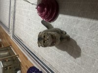 Kırık kulak scottish fold 6 aylık
