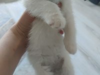 KEDİLERİMİ SAHİPLENDİRMEK İSTİYORUM