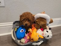 Orjinal İzmir De Garantili Toy Poodle