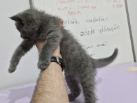 Erkek british shorthair yavrumuza yuva arıyoruz