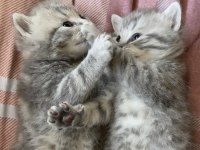 British shorthair kediler
