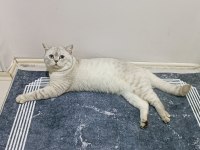 Lynx point british shorthair ücretli sahiplendirilecek